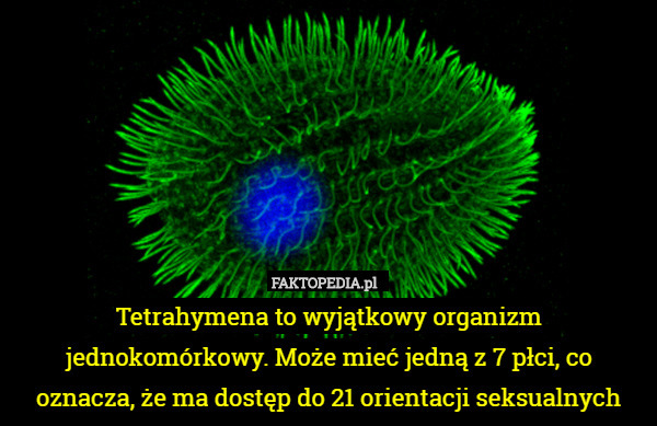 Tetrahymena to wyjątkowy organizm jednokomórkowy. Może mieć jedną z 7 płci, co oznacza, że ma dostęp do 21 orientacji seksualnych 