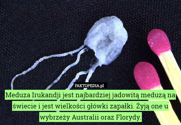 Meduza Irukandji jest najbardziej jadowitą meduzą na świecie i jest wielkości główki zapałki. Żyją one u wybrzeży Australii oraz Florydy. 