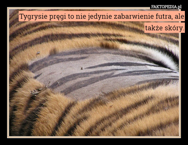 Tygrysie pręgi to nie jedynie zabarwienie futra, ale także skóry. 