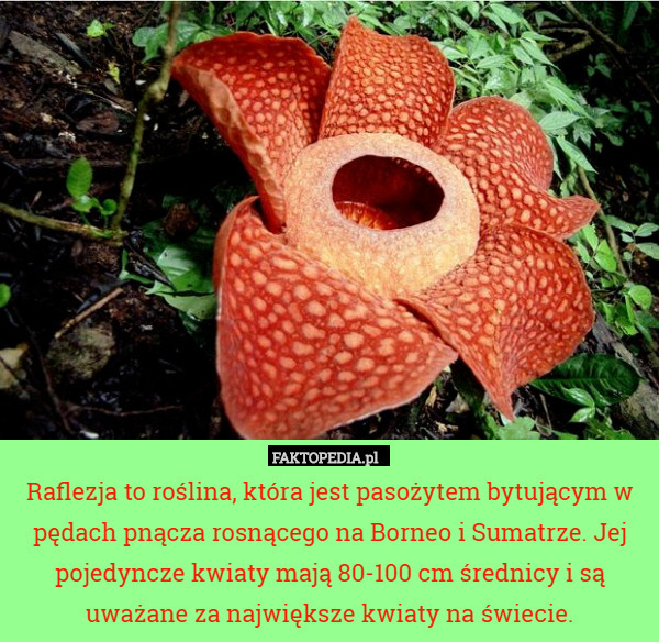 Raflezja to roślina, która jest pasożytem bytującym w pędach pnącza rosnącego na Borneo i Sumatrze. Jej pojedyncze kwiaty mają 80-100 cm średnicy i są uważane za największe kwiaty na świecie. 