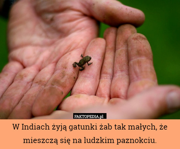 W Indiach żyją gatunki żab tak małych, że mieszczą się na ludzkim paznokciu. 