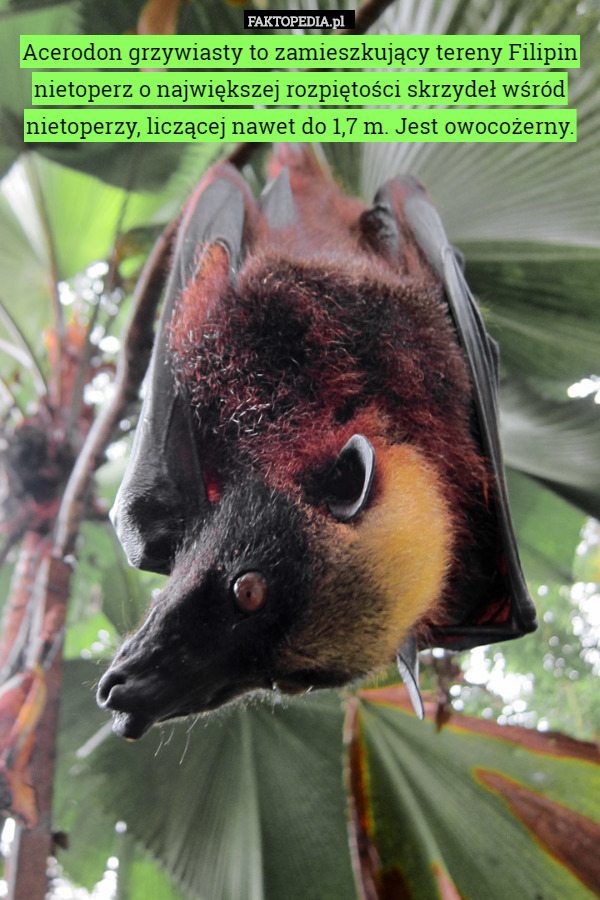 Acerodon grzywiasty to zamieszkujący tereny Filipin nietoperz o największej rozpiętości skrzydeł wśród nietoperzy, liczącej nawet do 1,7 m. Jest owocożerny. 
