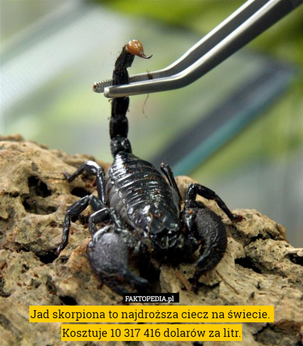 Jad skorpiona to najdroższa ciecz na świecie. 
Kosztuje 10 317 416 dolarów za litr. 