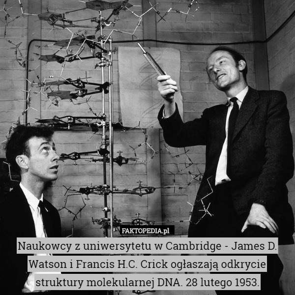 Naukowcy z uniwersytetu w Cambridge - James D. Watson i Francis H.C. Crick ogłaszają odkrycie struktury molekularnej DNA. 28 lutego 1953. 