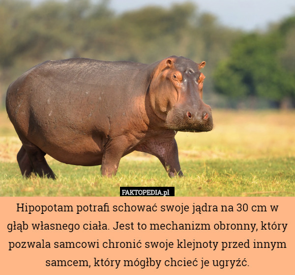 Hipopotam potrafi schować swoje jądra na 30 cm w głąb własnego ciała. Jest to mechanizm obronny, który pozwala samcowi chronić swoje klejnoty przed innym samcem, który mógłby chcieć je ugryźć. 
