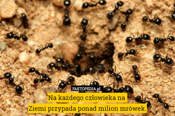 Na każdego człowieka na 
Ziemi przypada ponad milion mrówek. 