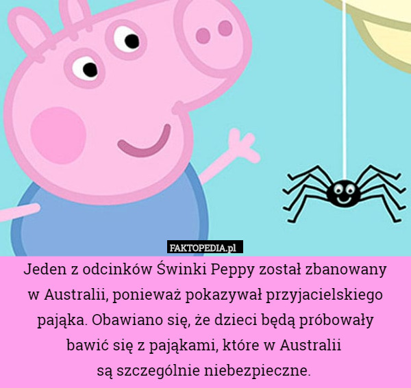 Jeden z odcinków Świnki Peppy został zbanowany
 w Australii, ponieważ pokazywał przyjacielskiego pająka. Obawiano się, że dzieci będą próbowały
 bawić się z pająkami, które w Australii 
są szczególnie niebezpieczne. 
