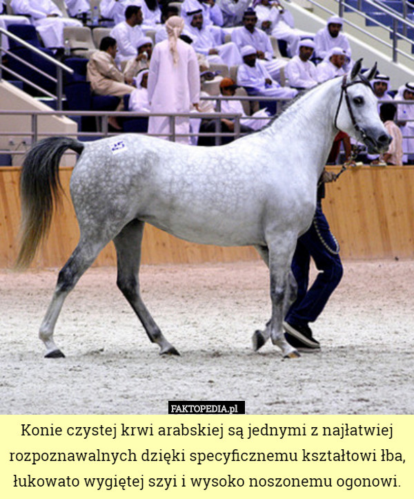 Konie czystej krwi arabskiej są jednymi z najłatwiej rozpoznawalnych dzięki specyficznemu kształtowi łba, łukowato wygiętej szyi i wysoko noszonemu ogonowi. 