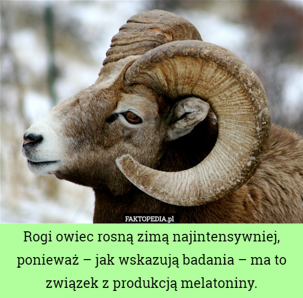 Rogi owiec rosną zimą najintensywniej, ponieważ – jak wskazują badania – ma to związek z produkcją melatoniny. 