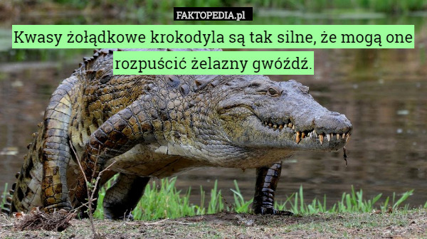 Kwasy żołądkowe krokodyla są tak silne, że mogą one rozpuścić żelazny gwóźdź. 