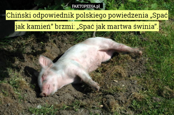 Chiński odpowiednik polskiego powiedzenia „Spać jak kamień” brzmi: „Spać jak martwa świnia”. 