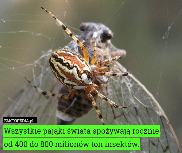 Wszystkie pająki świata spożywają rocznie
od 400 do 800 milionów ton insektów. 