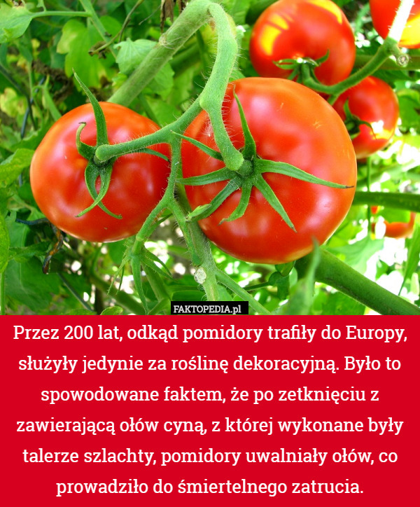 Przez 200 lat, odkąd pomidory trafiły do Europy, służyły jedynie za roślinę dekoracyjną. Było to spowodowane faktem, że po zetknięciu z zawierającą ołów cyną, z której wykonane były talerze szlachty, pomidory uwalniały ołów, co prowadziło do śmiertelnego zatrucia. 