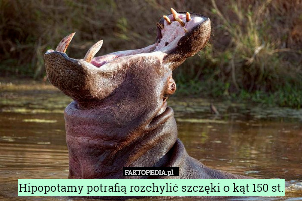 Hipopotamy potrafią rozchylić szczęki o kąt 150 st. 