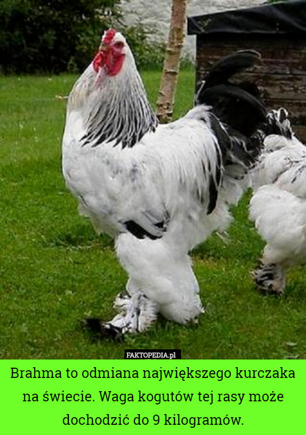 Brahma to odmiana największego kurczaka na świecie. Waga kogutów tej rasy może dochodzić do 9 kilogramów. 
