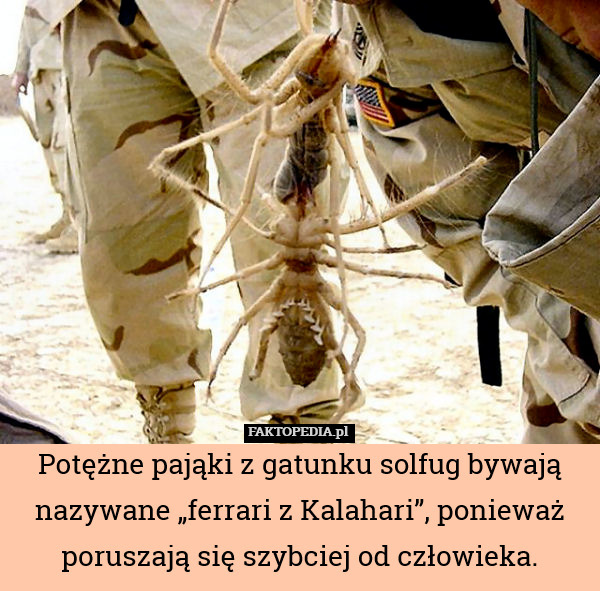 Potężne pająki z gatunku solfug bywają nazywane „ferrari z Kalahari”, ponieważ poruszają się szybciej od człowieka. 