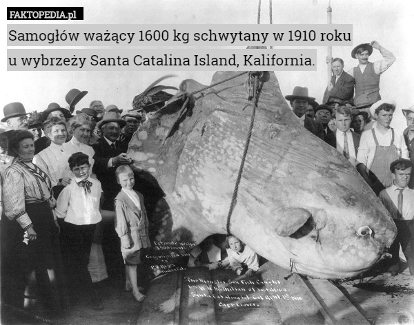 Samogłów ważący 1600 kg schwytany w 1910 roku
 u wybrzeży Santa Catalina Island, Kalifornia. 
