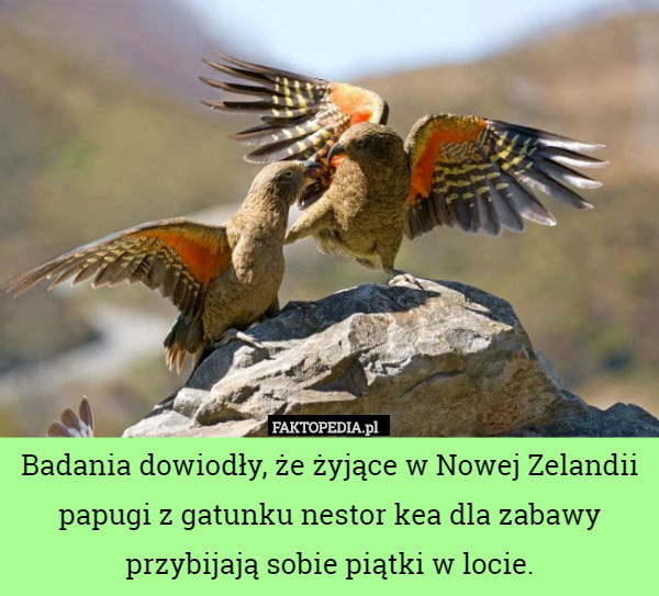 Badania dowiodły, że żyjące w Nowej Zelandii papugi z gatunku nestor kea dla zabawy przybijają sobie piątki w locie. 