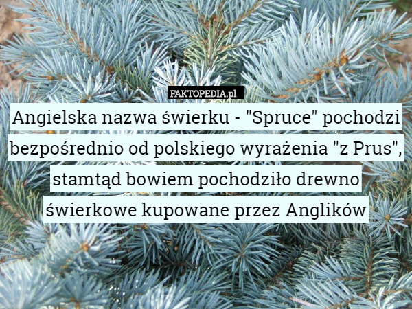 Angielska nazwa świerku - "Spruce" pochodzi bezpośrednio od polskiego wyrażenia "z Prus", stamtąd bowiem pochodziło drewno świerkowe kupowane przez Anglików 