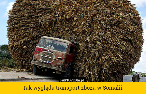 Tak wygląda transport zboża w Somalii. 