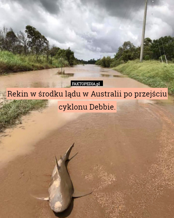 Rekin w środku lądu w Australii po przejściu cyklonu Debbie. 