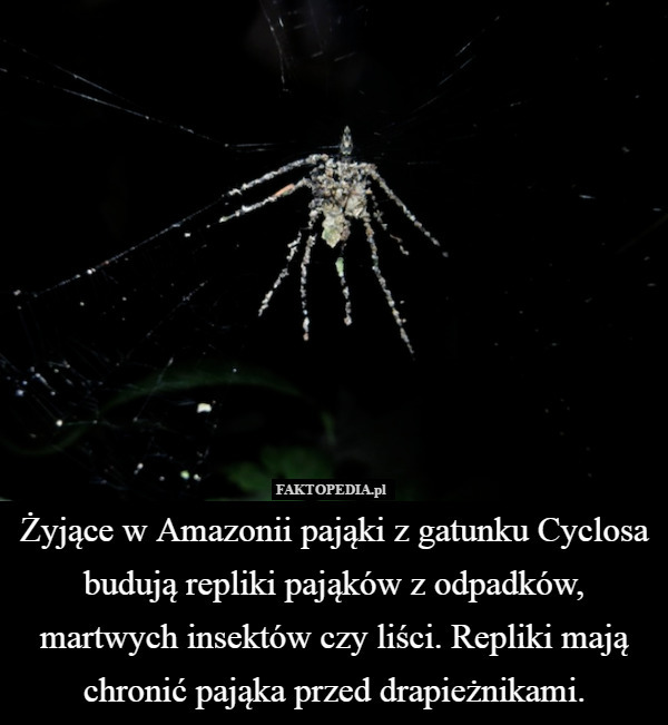 Żyjące w Amazonii pająki z gatunku Cyclosa budują repliki pająków z odpadków, martwych insektów czy liści. Repliki mają chronić pająka przed drapieżnikami. 