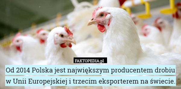 Od 2014 Polska jest największym producentem drobiu w Unii Europejskiej i trzecim eksporterem na świecie. 