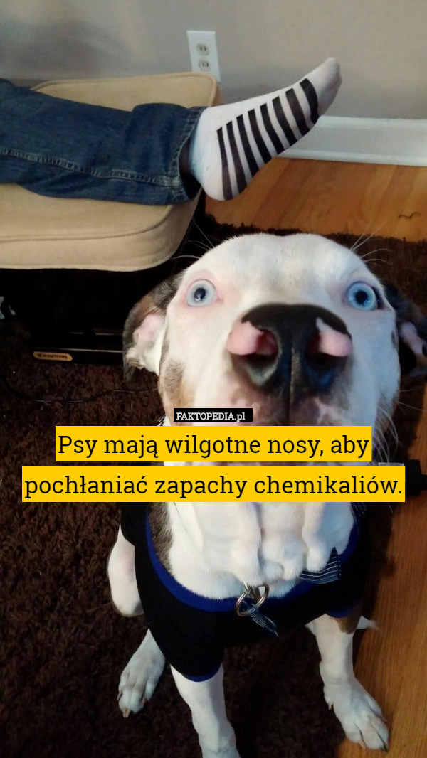 Psy mają wilgotne nosy, aby pochłaniać zapachy chemikaliów. 