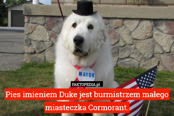 Pies imieniem Duke jest burmistrzem małego miasteczka Cormorant. 