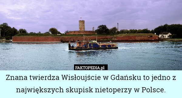 Znana twierdza Wisłoujście w Gdańsku to jedno z największych skupisk nietoperzy w Polsce. 