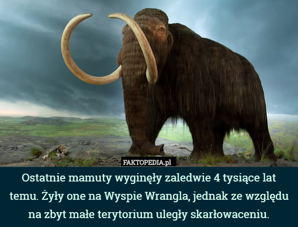Ostatnie mamuty wyginęły zaledwie 4 tysiące lat temu. Żyły one na Wyspie Wrangla, jednak ze względu na zbyt małe terytorium uległy skarłowaceniu. 
