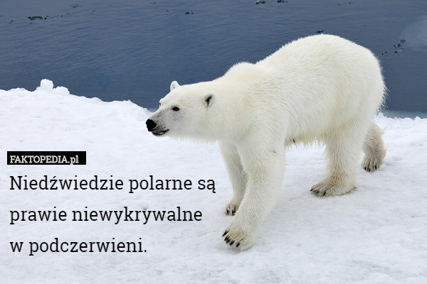 Niedźwiedzie polarne są
 prawie niewykrywalne
 w podczerwieni. 