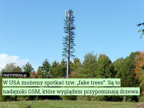 W USA możemy spotkać tzw. „fake trees”. Są to nadajniki GSM, które wyglądem przypominają drzewa. 