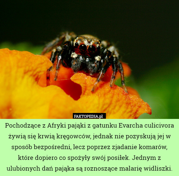 Pochodzące z Afryki pająki z gatunku Evarcha culicivora żywią się krwią kręgowców, jednak nie pozyskują jej w sposób bezpośredni, lecz poprzez zjadanie komarów, które dopiero co spożyły swój posiłek. Jednym z ulubionych dań pająka są roznoszące malarię widliszki. 