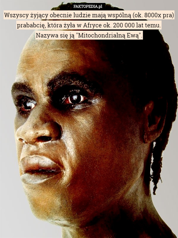 Wszyscy żyjący obecnie ludzie mają wspólną (ok. 8000x pra) prababcię, która żyła w Afryce ok. 200 000 lat temu.
 Nazywa się ją "Mitochondrialną Ewą". 