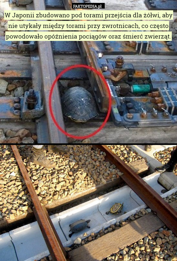 W Japonii zbudowano pod torami przejścia dla żółwi, aby nie utykały między torami przy zwrotnicach, co często powodowało opóźnienia pociągów oraz śmierć zwierząt. 