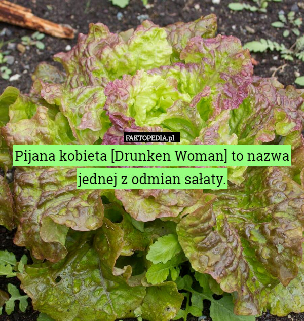 Pijana kobieta [Drunken Woman] to nazwa jednej z odmian sałaty. 