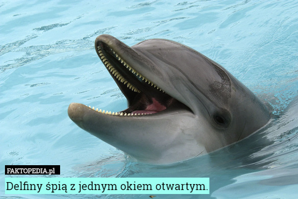 Delfiny śpią z jednym okiem otwartym. 