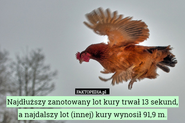 Najdłuższy zanotowany lot kury trwał 13 sekund,
 a najdalszy lot (innej) kury wynosił 91,9 m. 