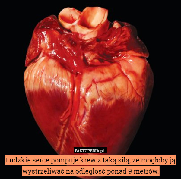 Ludzkie serce pompuje krew z taką siłą, że mogłoby ją wystrzeliwać na odległość ponad 9 metrów. 
