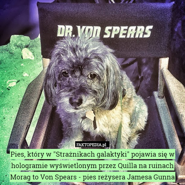Pies, który w "Strażnikach galaktyki" pojawia się w hologramie wyświetlonym przez Quilla na ruinach Morag to Von Spears - pies reżysera Jamesa Gunna 