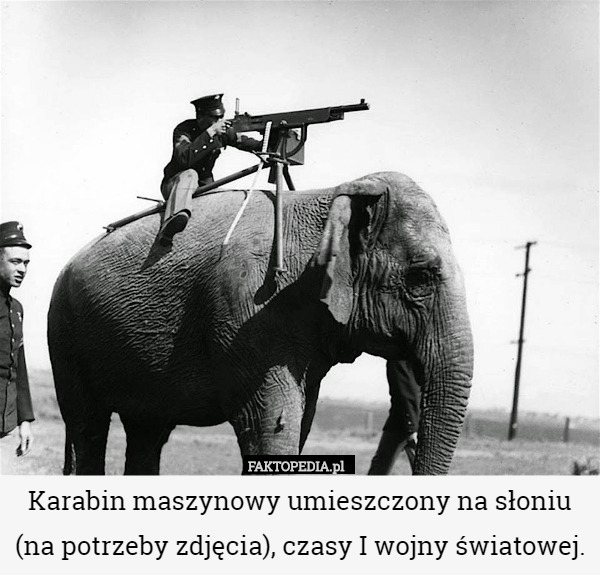 Karabin maszynowy umieszczony na słoniu (na potrzeby zdjęcia), czasy I wojny światowej. 