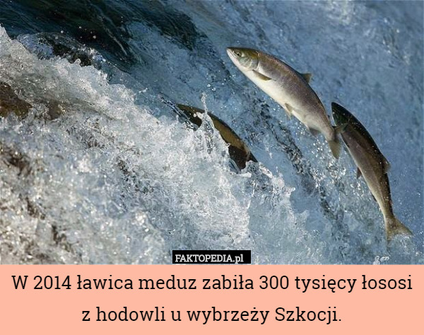 W 2014 ławica meduz zabiła 300 tysięcy łososi z hodowli u wybrzeży Szkocji. 
