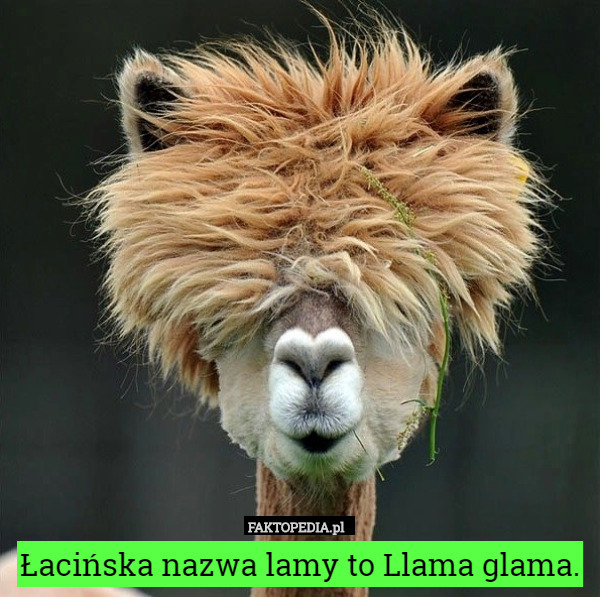 Łacińska nazwa lamy to Llama glama. 
