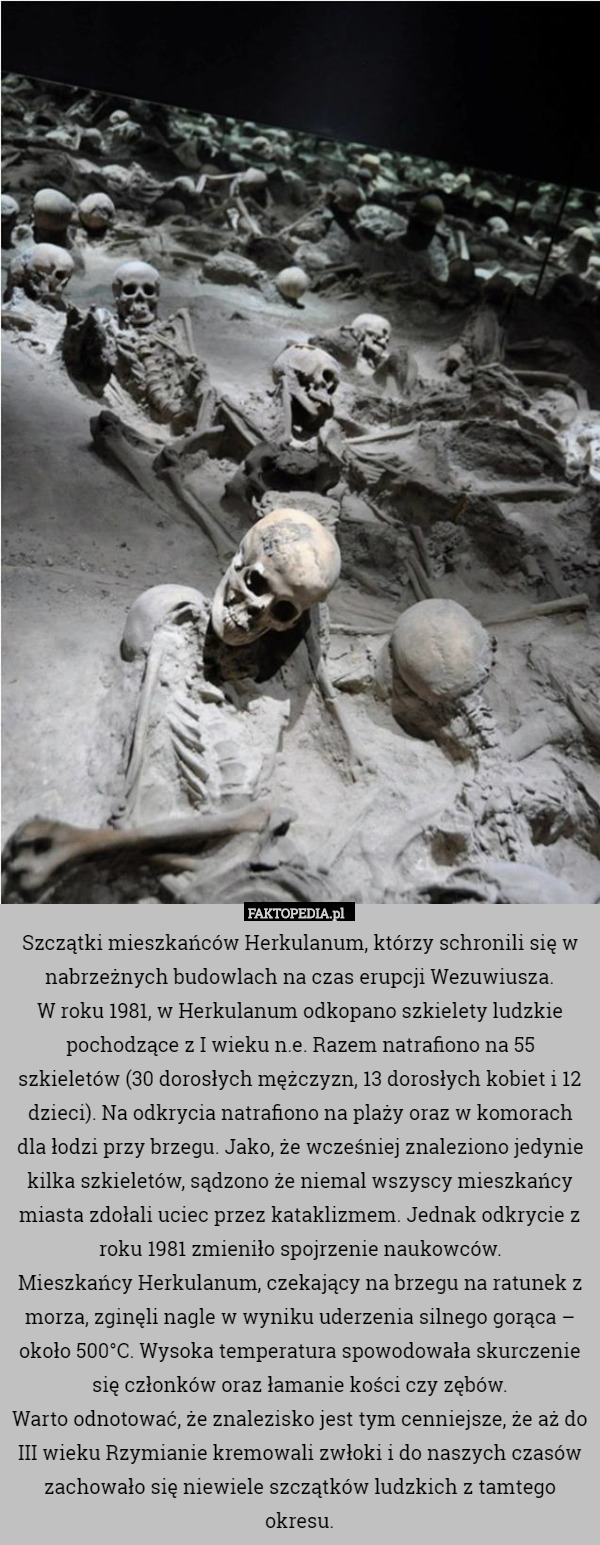 Szczątki mieszkańców Herkulanum, którzy schronili się w nabrzeżnych budowlach na czas erupcji Wezuwiusza.
W roku 1981, w Herkulanum odkopano szkielety ludzkie pochodzące z I wieku n.e. Razem natrafiono na 55 szkieletów (30 dorosłych mężczyzn, 13 dorosłych kobiet i 12 dzieci). Na odkrycia natrafiono na plaży oraz w komorach dla łodzi przy brzegu. Jako, że wcześniej znaleziono jedynie kilka szkieletów, sądzono że niemal wszyscy mieszkańcy miasta zdołali uciec przez kataklizmem. Jednak odkrycie z roku 1981 zmieniło spojrzenie naukowców.
Mieszkańcy Herkulanum, czekający na brzegu na ratunek z morza, zginęli nagle w wyniku uderzenia silnego gorąca – około 500°C. Wysoka temperatura spowodowała skurczenie się członków oraz łamanie kości czy zębów.
Warto odnotować, że znalezisko jest tym cenniejsze, że aż do III wieku Rzymianie kremowali zwłoki i do naszych czasów zachowało się niewiele szczątków ludzkich z tamtego okresu. 