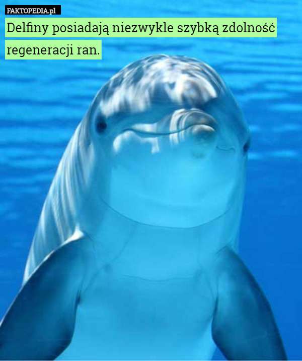Delfiny posiadają niezwykle szybką zdolność regeneracji ran. 