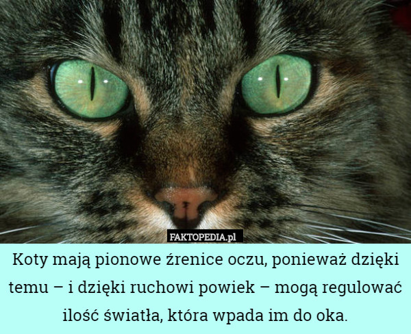 Koty mają pionowe źrenice oczu, ponieważ dzięki temu – i dzięki ruchowi powiek – mogą regulować ilość światła, która wpada im do oka. 