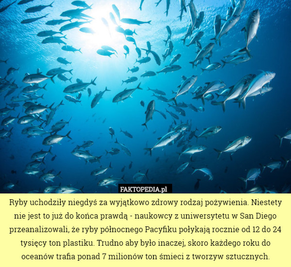 Ryby uchodziły niegdyś za wyjątkowo zdrowy rodzaj pożywienia. Niestety nie jest to już do końca prawdą - naukowcy z uniwersytetu w San Diego przeanalizowali, że ryby północnego Pacyfiku połykają rocznie od 12 do 24 tysięcy ton plastiku. Trudno aby było inaczej, skoro każdego roku do oceanów trafia ponad 7 milionów ton śmieci z tworzyw sztucznych. 