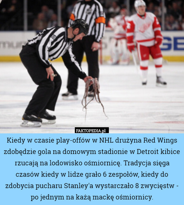 Kiedy w czasie play-offów w NHL drużyna Red Wings zdobędzie gola na domowym stadionie w Detroit kibice rzucają na lodowisko ośmiornicę. Tradycja sięga czasów kiedy w lidze grało 6 zespołów, kiedy do zdobycia pucharu Stanley'a wystarczało 8 zwycięstw - po jednym na każą mackę ośmiornicy. 