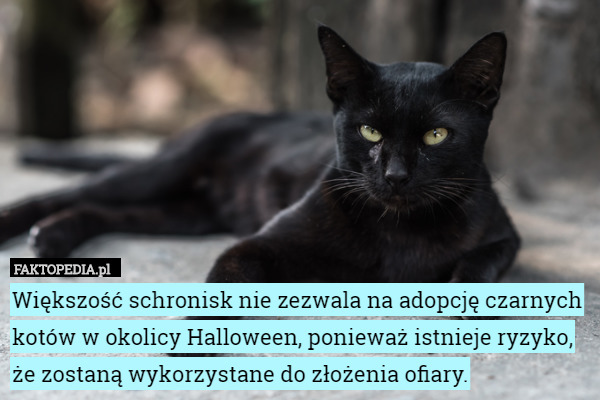 Większość schronisk nie zezwala na adopcję czarnych kotów w okolicy Halloween, ponieważ istnieje ryzyko, że zostaną wykorzystane do złożenia ofiary. 